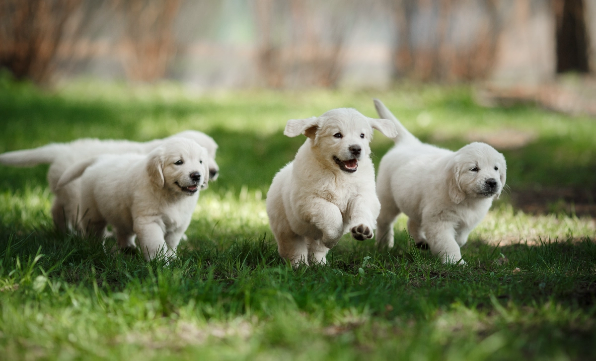 About Image for Jenny's Dog Breeders - Company Website, Free website template, Easy Website, New Website, Website Builder, Free Website, Dog breeding programs, No Coding Website, Puppies for sale, Responsible breeding practices, Simple Website, easy website